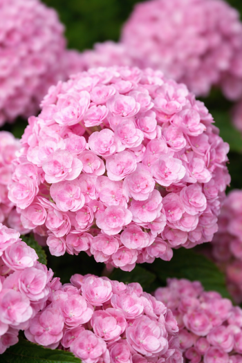 Гортензія широколиста Ю енд Мі Лав|Hydrangea macrophylla You & Me Love|Гортензия крупнолистная Ю энд Ми Лав